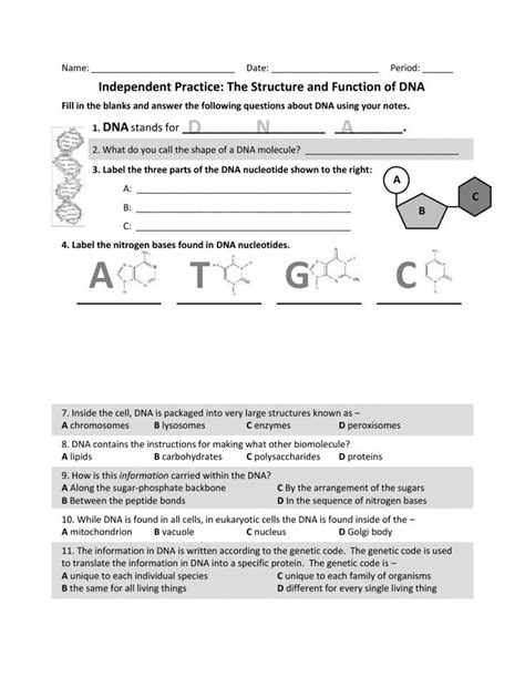 Dna Structure Worksheet Answer Dna Worksheet Practices Worksheets