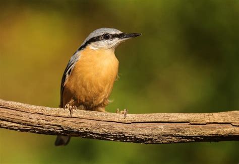 Premium Photo Close Up Of Eurasian Nuthatch Perching On Twig