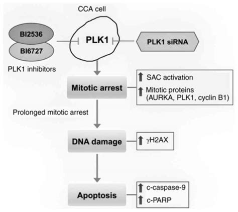 Plk Inhibition Leads To Mitotic Arrest And Triggers Apoptosis In