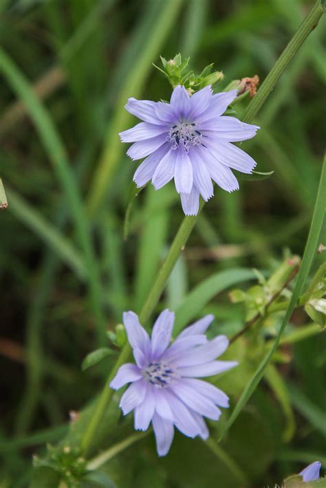 Gewöhnliche Wegwarte Cichorium intybus September 2015 Ca Flickr