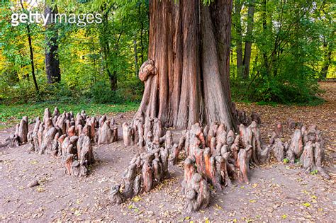 Close Up Photo Of The Knees And The Trunk Of A Bald Cypress Taxodium