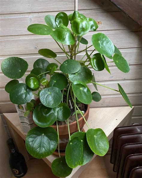 Growing Chinese Money Plant Pilea Peperomioides Indoors Plantcarefully