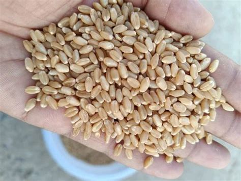 DBW 303 Dried Milling Wheat Packaging Type Loose At 30 0 Kg In