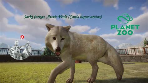 A Sarki K Z Rt Ordasa Nem R Sz Sarki Farkas Canis Lupus Arctos