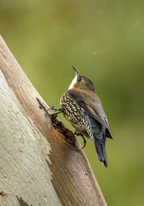 White Throated Tree Creeper Werribee Gorge Vic Austral Flickr