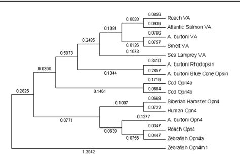 Phylogenetic Tree Of Vertebrate Ancient VA Opsin And Opn4 Protein