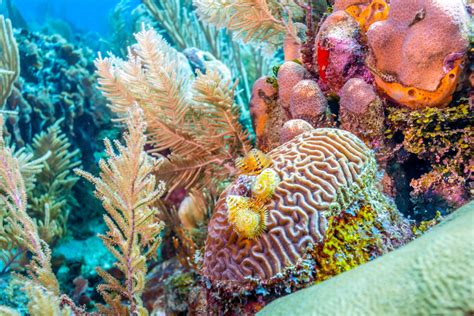 Concrete To Coral Rebuilding The Coral Reefs Periscope