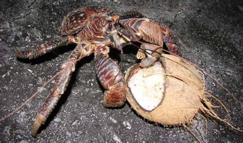 The Coconut Crab Is The Scariest Crustacean You’ll Ever See – Sick Chirpse