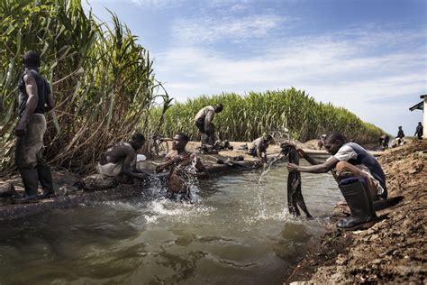 Land For Sugarcane Witness Image