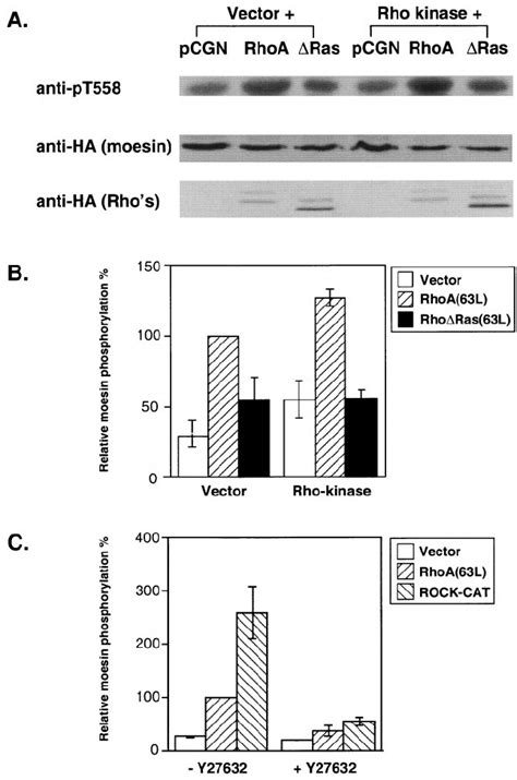 rho kinase activation  vivo  rho ras  defective  rho kinase