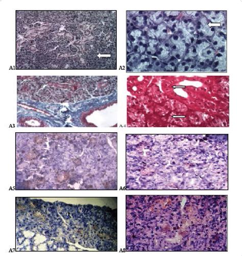 Photomicrographs Of Rat Submandibular Gland Of Control Groups Showing