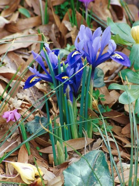 19 Flowers From Bulbs for Year-Round Color | HGTV