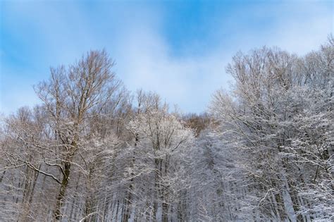 Árvores cobertas de geada no céu azul na floresta de inverno Foto