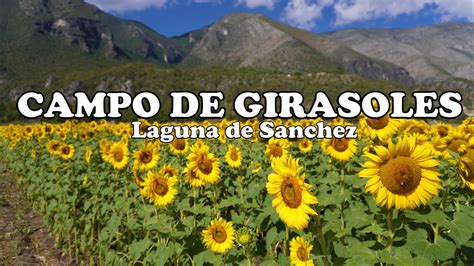 EL CAMPO DE GIRASOLES MAS POPULAR DE NUEVO LEÓN LAGUNA DE SÁNCHEZ