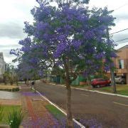 Muda De Caroba Jacaranda Cuspidifolia Na Flora Londrina Viveiro