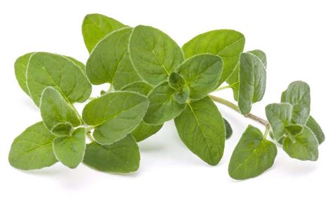 Marjoram Benefits Viral Rang