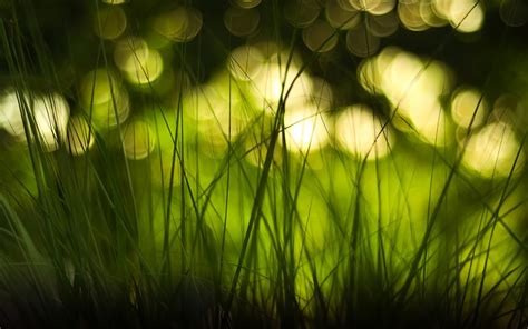 Grass And Blurred Bokeh Lights Hd Nature Wallpaper Hd Nature Wallpapers