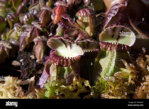 Sydney Australia Albany Pitcher Plants Native To Australia Stock Photo