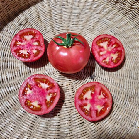 Tomate Renguino Huerto Tante Puppe