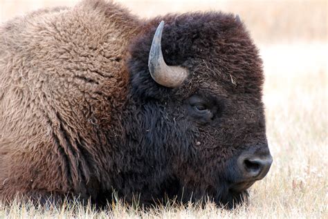 What S The Difference Between Buffalo And Bison