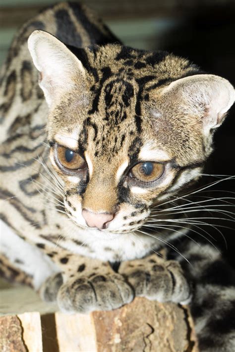 Mooi En Zeldzaam Margay Leopardus Wiedii Stock Foto Image Of