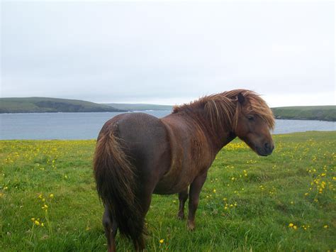 Have You Ever Visited The Shetland Isles In Scotland