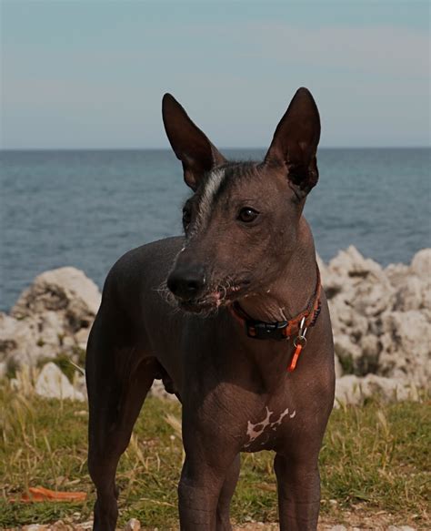 Peruvian Hairless Dog History, Personality, Appearance, Health and Pictures