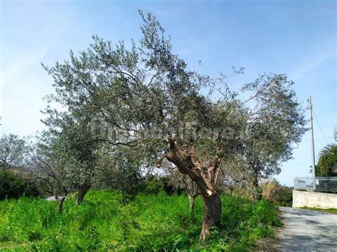 Terreno non edificabile Contrada Licciardo San C Condrò rif