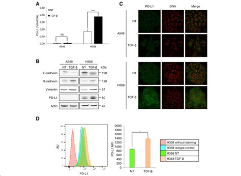 Tgf Induced Emt Increases Pd L Expression In H Cells Cells Were