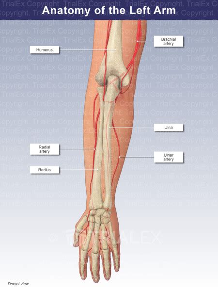 Anatomy of the Left Arm - TrialQuest Inc.