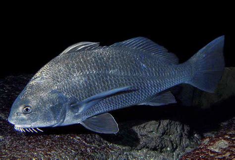 Black Drum A Field Guide To The Fishes Of Charlotte Harbor Florida