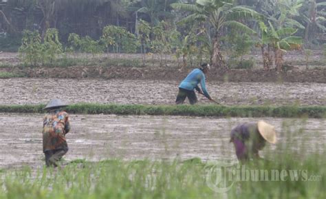 Petani Menanam Padi Di Tengah Wabah Covid Foto