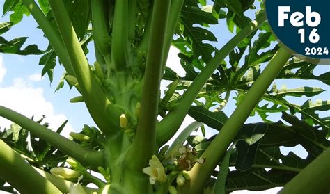 Español LA PAPAYA Celuz AGRO