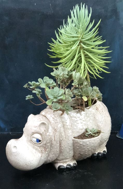 Hippopotamus Planter | Planting succulents, Drought tolerant landscape