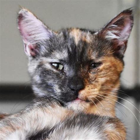 Sharma Female Domestic Short Hair Cat In Qld Petrescue