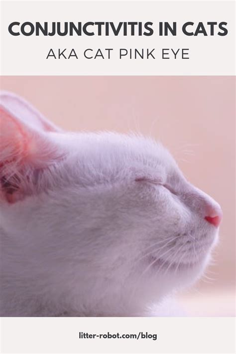 Conjunctivitis In Cats Symptoms Celestine Ledesma