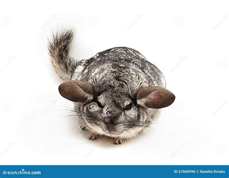 Irritated Silver Chinchilla Stock Photo Image Of Chinchilla Claws