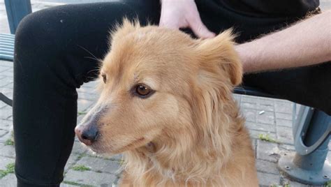 Un Uomo Ha Un Malore In Stazione Il Suo Cane Gli Resta Accanto E Lo