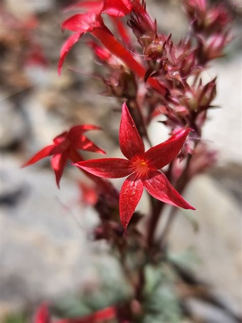 Arizona Ipomopsis From ENTERPRISE NV 89124 USA On July 17 2022 At 04