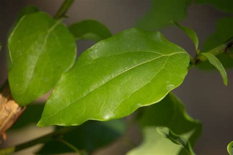 What is Camphor Oil? | Camphor Definition, Benefits and Uses – Abstrax Tech