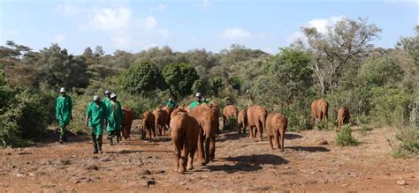 Nairobi Nairobi National Park And Elephant Orphanage Tour GetYourGuide