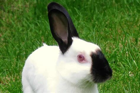 Himalayan Rabbit – A Complete Care Guide - The Bunny Hub