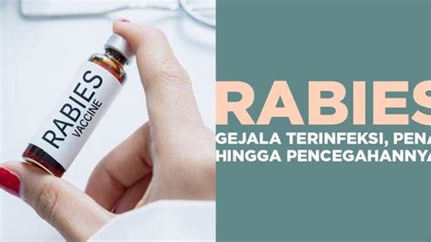 Kronologi Bocah Tahun Meninggal Digigit Anjing Rabies Peliharaanya