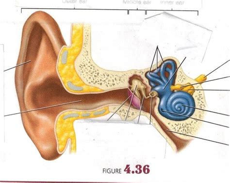 Special Senses Hearing Diagram Quizlet