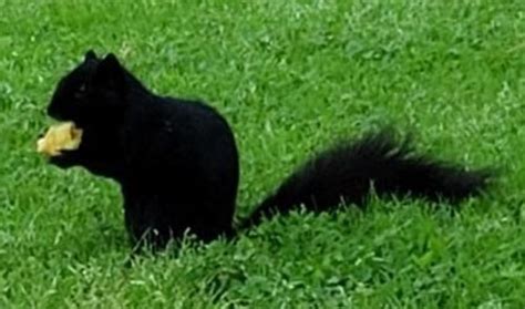 Species Profile: Sciurus niger – Fox Squirrel » Bella Vista Property Owners Association