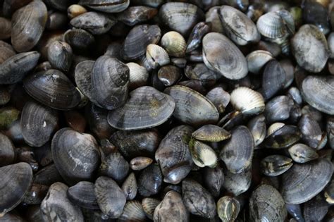 Contagious Cancer Spreads From One Species To Another In Clams, Study Finds
