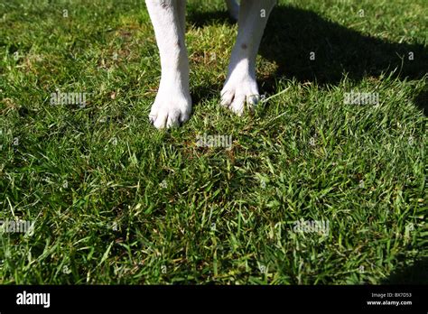 Paw Paws Hi Res Stock Photography And Images Alamy