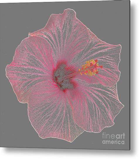 Hibiscus Pencil Drawing At Paintingvalley Explore Collection Of