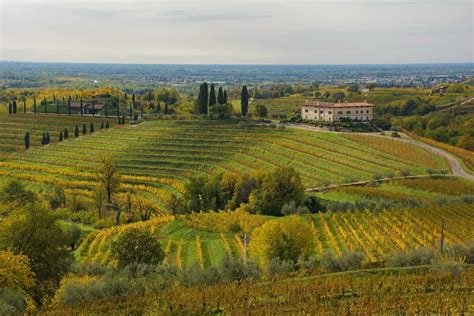 Vicino All Abbazia Di Rosazzo Si Produce Uno Dei Migliori Vini Bianchi