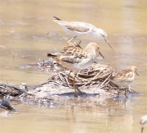 Ebird Checklist Nov Weipa Species